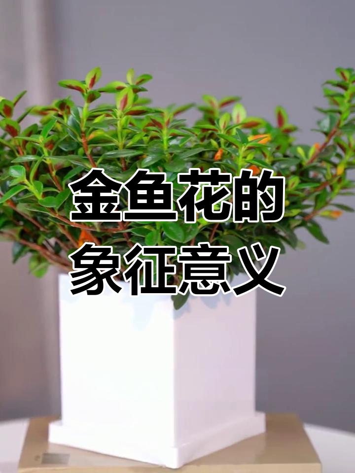 金鱼花美丽又寓意深远,适合送给亲朋表达祝福