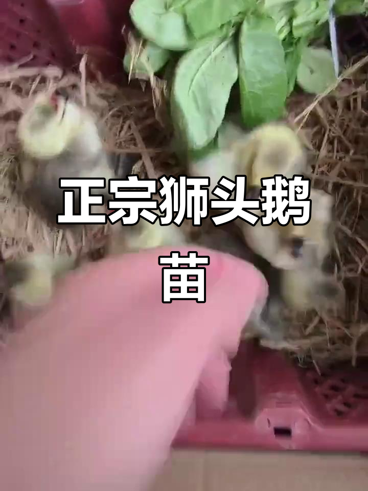 山东济南狮头鹅苗，公母辨识全攻略