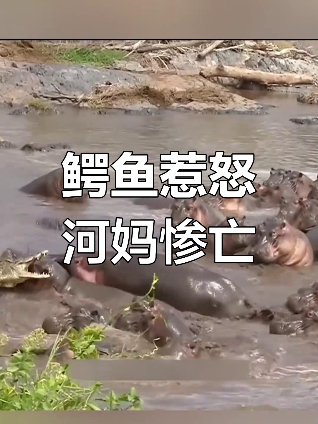 鳄鱼挑战河马权威,竟被愤怒妈妈咬死