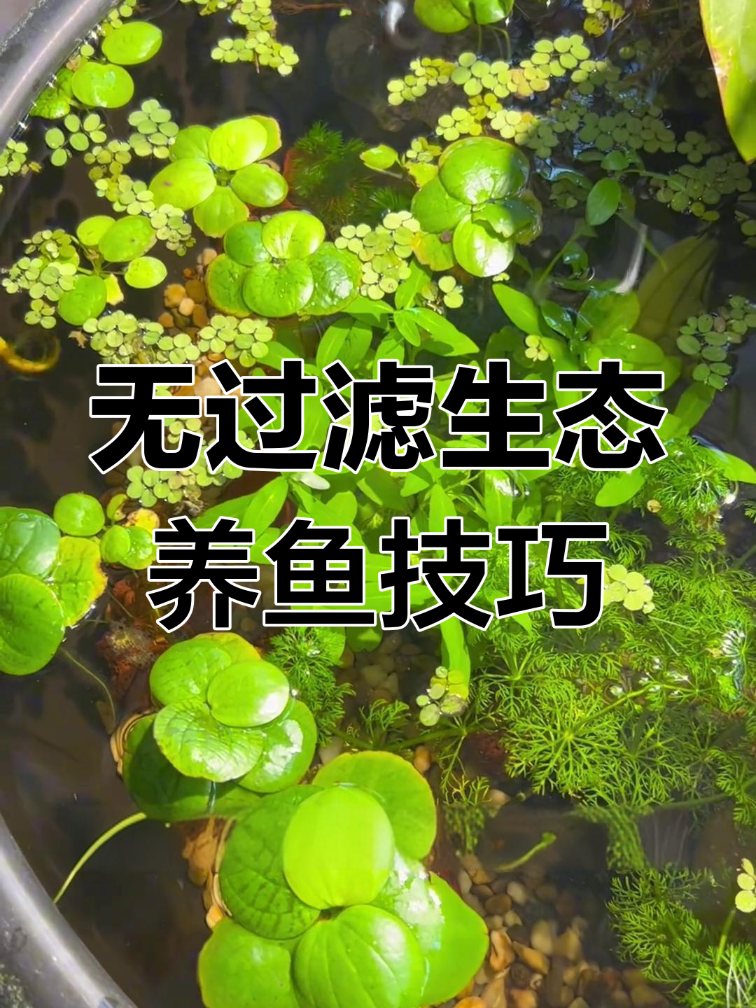 古法鱼缸如何处理鱼便?