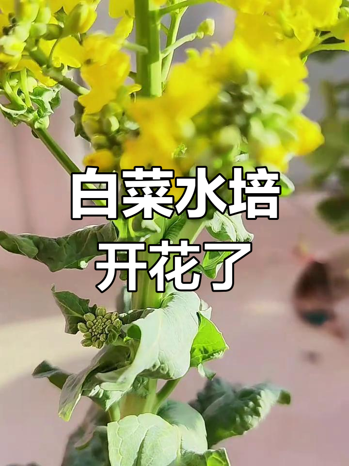 水培白菜开花,春天的美丽惊喜