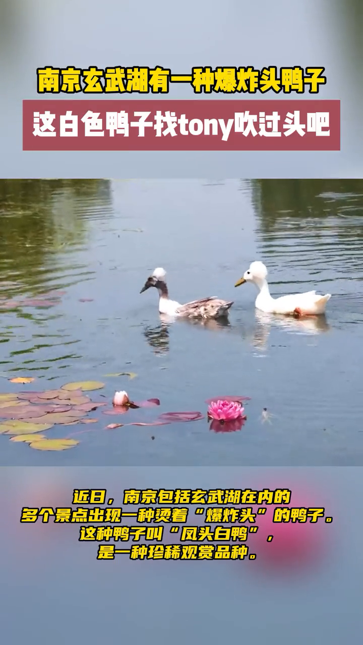 多个景点出现一种烫着“爆炸头”的鸭子,叫“凤头白鸭”