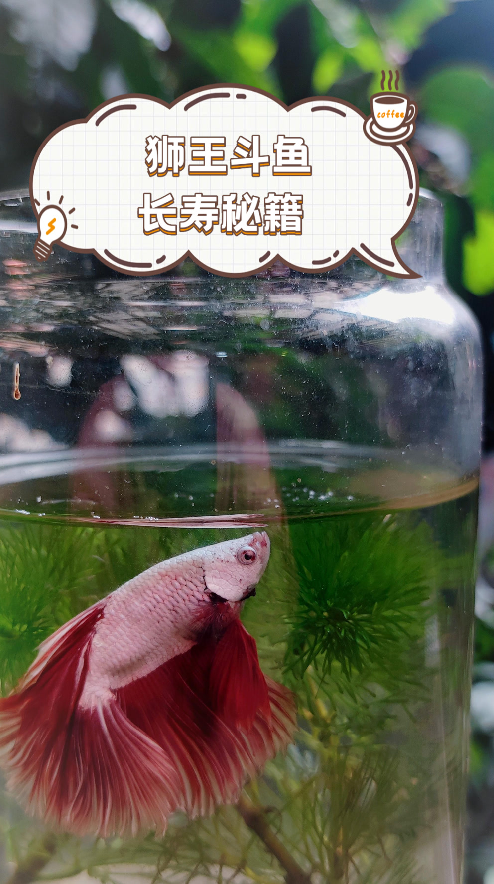 狮王斗鱼长寿秘籍