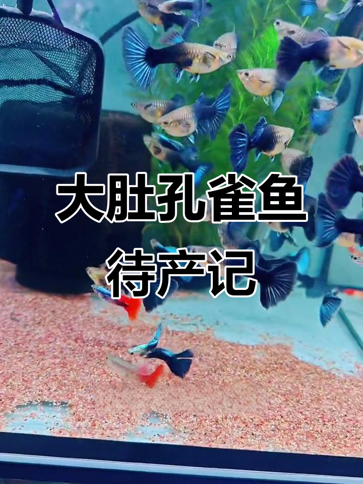 选大肚子母鱼,准备繁殖隔离盒迎接新生命