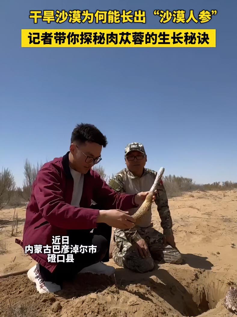 航天员王杰的家乡巴彦淖尔等你来 干旱沙漠为何能长出“沙漠人参”,记者带你探秘肉苁蓉的生长秘