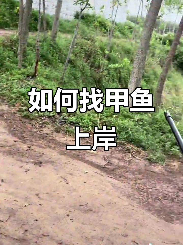 甲鱼上岸的秘密,如何判断母甲鱼的行踪