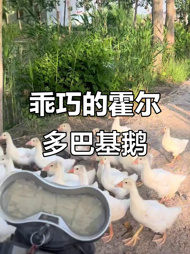 霍尔多巴基鹅步伐整齐，听话回家萌态十足