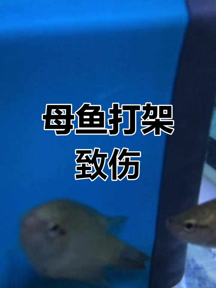 两条母鱼打架,竟然打出了肉瘤