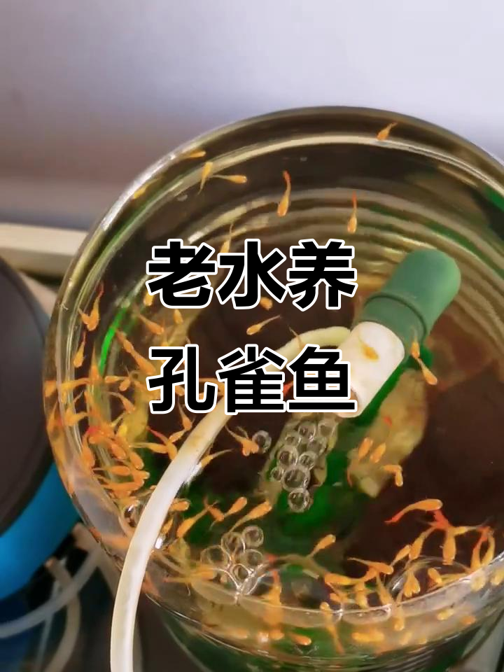 孔雀鱼养殖技巧:如何用老水让它们更健康