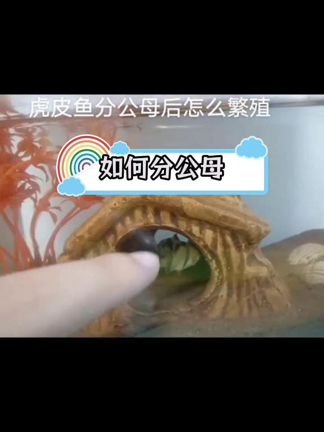 虎皮鱼繁殖与性别辨别技巧