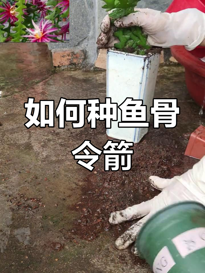 鱼骨令箭种植全攻略,轻松学会!
