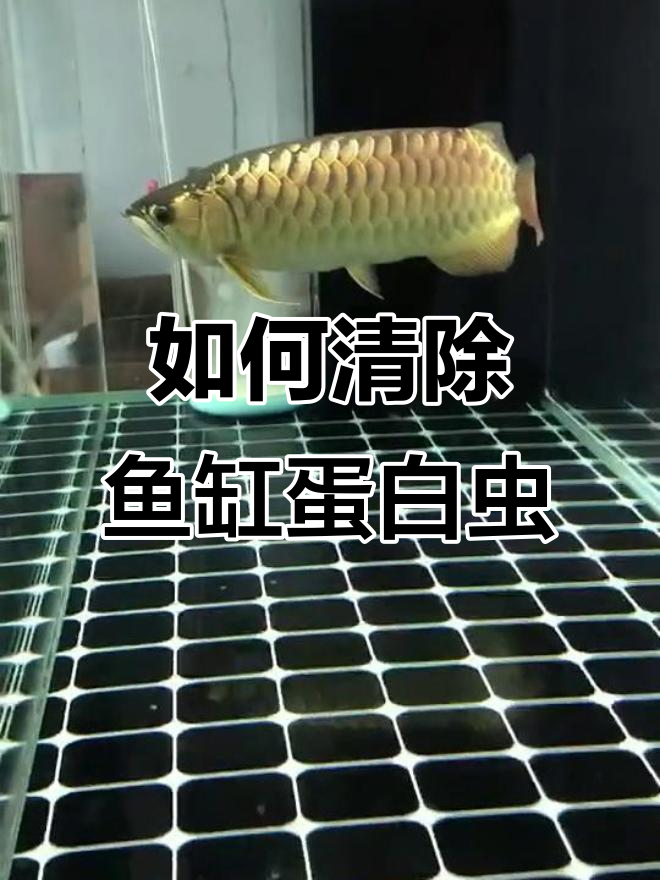 鱼缸蛋白虫清理全攻略,轻松搞定水族卫生
