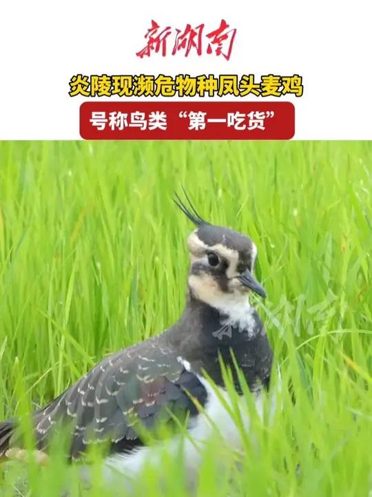 炎陵现濒危物种凤头麦鸡（记者 张咪 通讯员 周新文 编辑 平安）