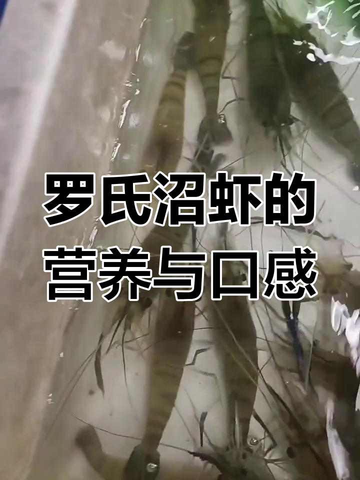 罗氏沼虾:淡水中的美味霸主
