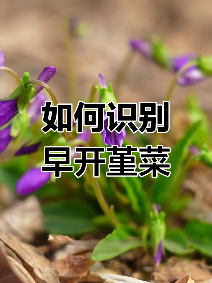 早开堇菜:从花到叶的独特特征,了解如何辨别