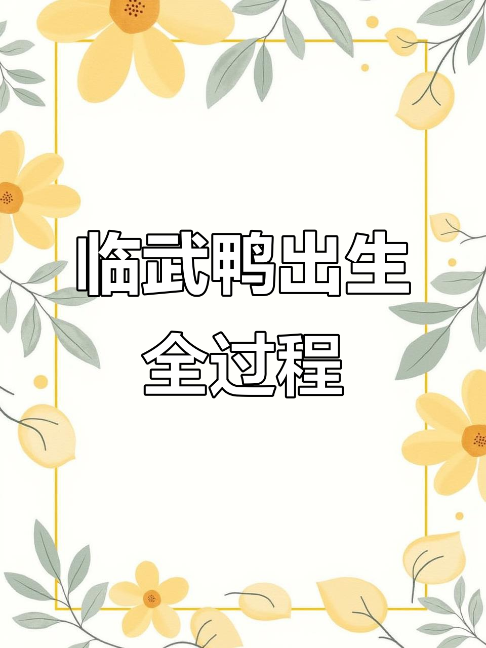 小鸭子破壳瞬间，萌态十足！