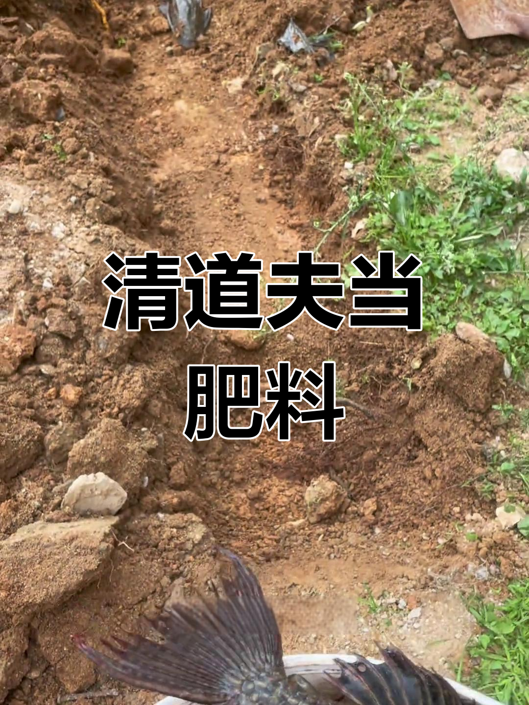 阳光玫瑰葡萄萌芽期,清道夫与鱼蛋白肥料大作战