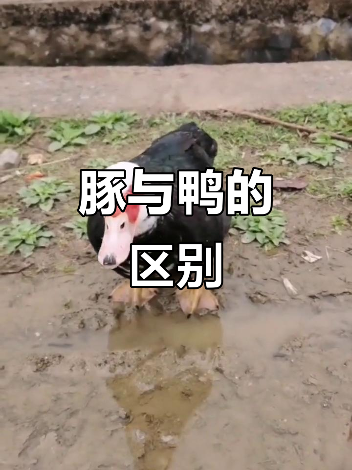 豚和鸭的外形差异大揭秘，叫声、走路姿势全不同