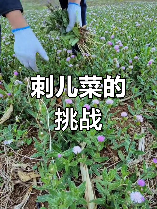 刺儿菜根深难除,春季嫩芽虽可食,但口感稍差