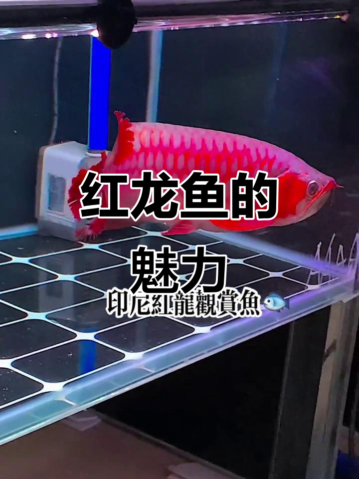 印尼红龙鱼:神秘而美丽的观赏选择