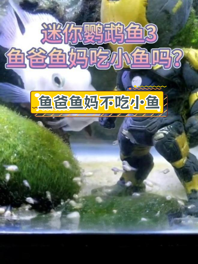 迷你鹦鹉鱼父母会吃小鱼吗?