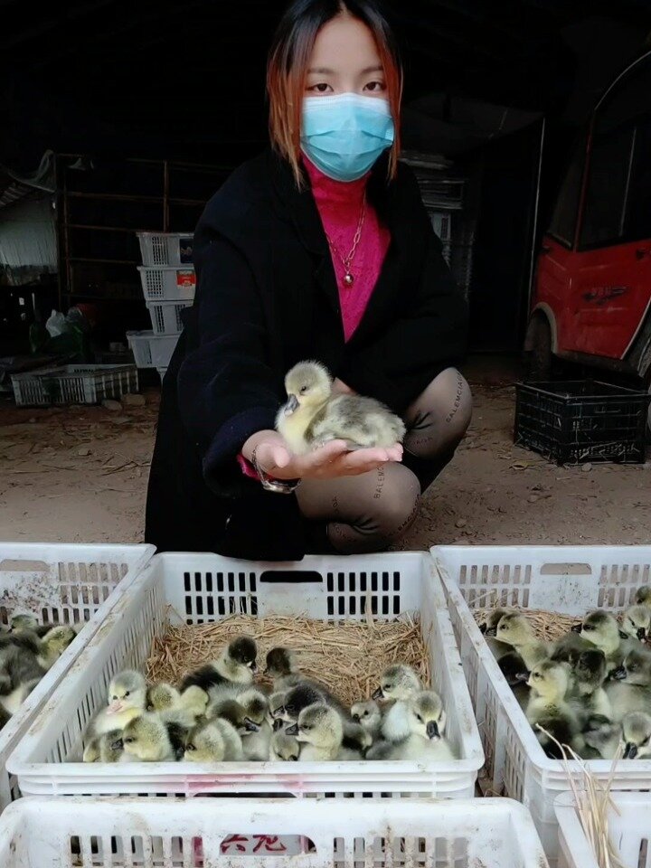 大型鸡鸭鹅苗孵化基地常年供应出壳苗脱温苗