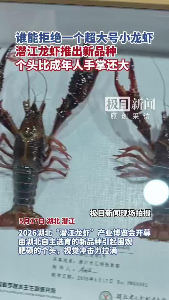「视频」谁能拒绝一个超大号小龙虾，潜江龙虾推出新品种，个头比成年人手掌还大