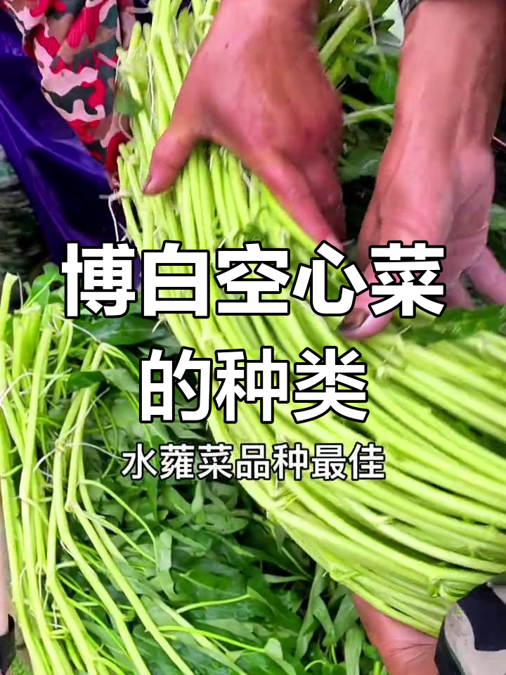 博白空心菜品种揭秘:水瓮与汉瓮有何不同