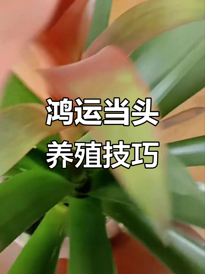 鸿运当头养护全攻略:浇水、施肥与病虫害防治