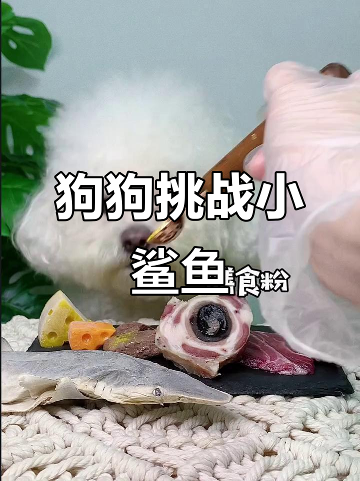 小狗竟然吃鲨鱼肉,萌宠也能这么“凶猛”