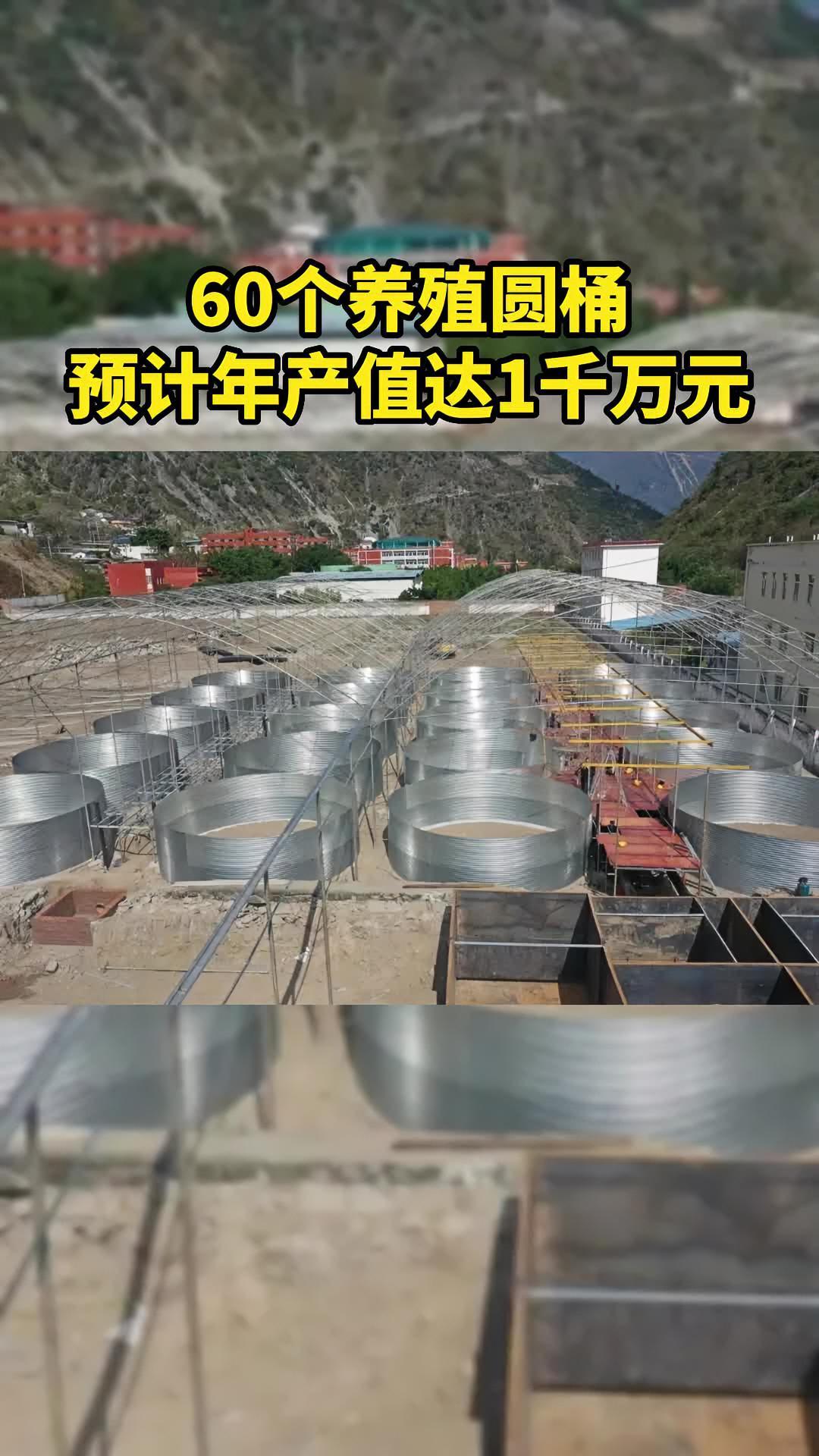 60个养殖圆桶,预计年产值达1千万元!甘洛县首次尝试鲈鱼工厂化循环水养殖模式!水产养殖 四