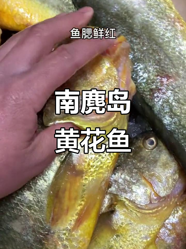 温州南麂岛大黄鱼,鲜美无泥腥味,口感堪比野生
