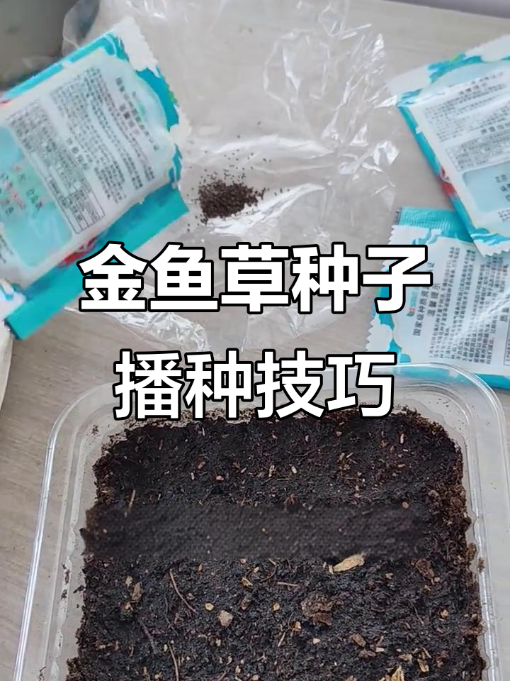 金鱼草种子混色种植技巧,轻松掌握小细节