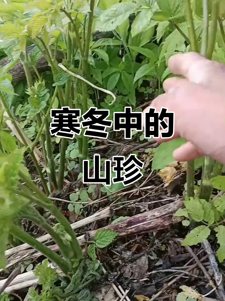 今天天气寒冷,山上发现美味苦老芽,值得一试!