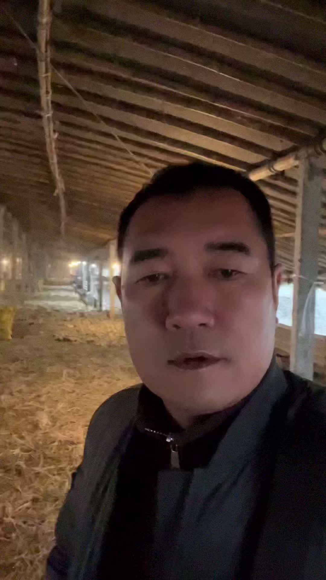 白羽蛋鸭苗又涨价了,蛋价离崩盘看来不远了 都怼满它 返乡创业新农人 蛋鸭养殖 农村创业养殖