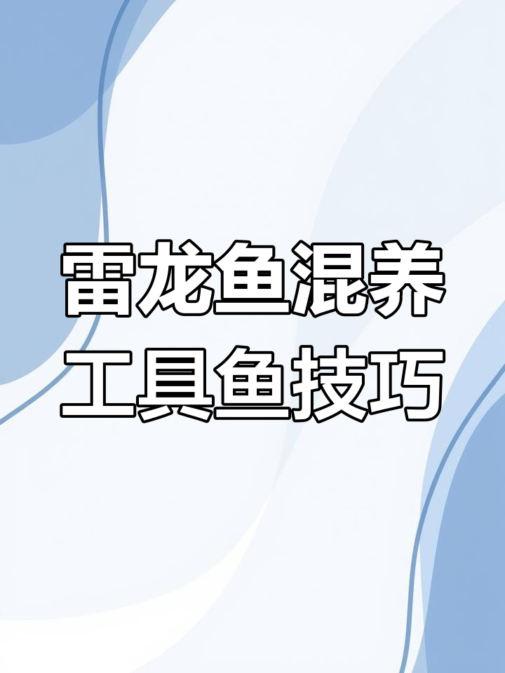 雷龙鱼与工具鱼的完美搭配,避免藻类滋生