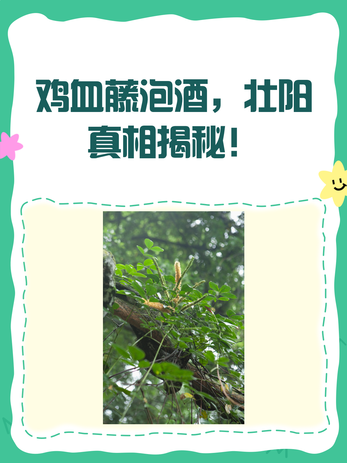 鸡血藤泡酒,壮阳真相揭秘!