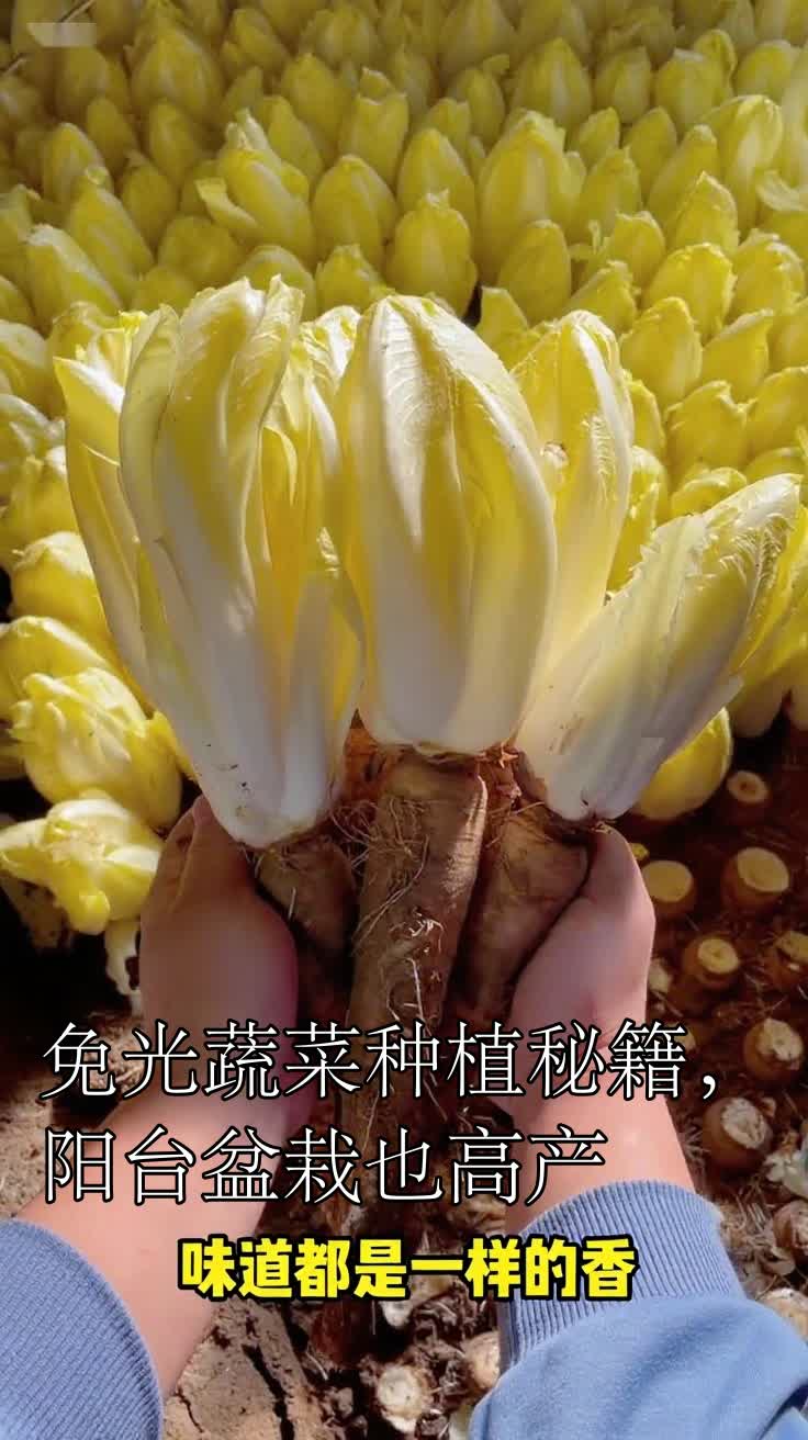 免光蔬菜种植秘籍,阳台盆栽也高产