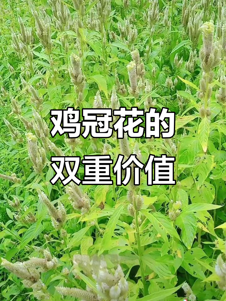 鸡冠花:富贵吉祥的美丽花卉,药用与观赏两不误
