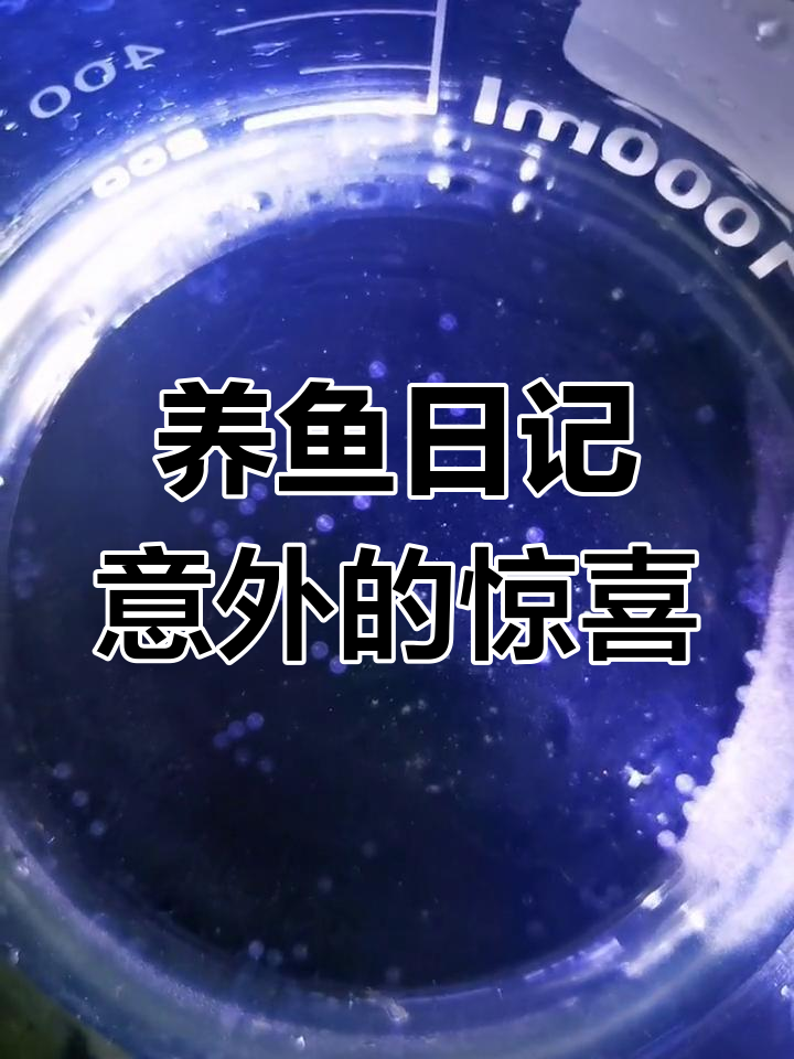 刚果美人鱼配对,竟然意外收获一堆卵!