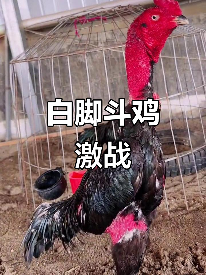 越南斗鸡大赛：白脚战将激烈对决，精彩瞬间全纪录