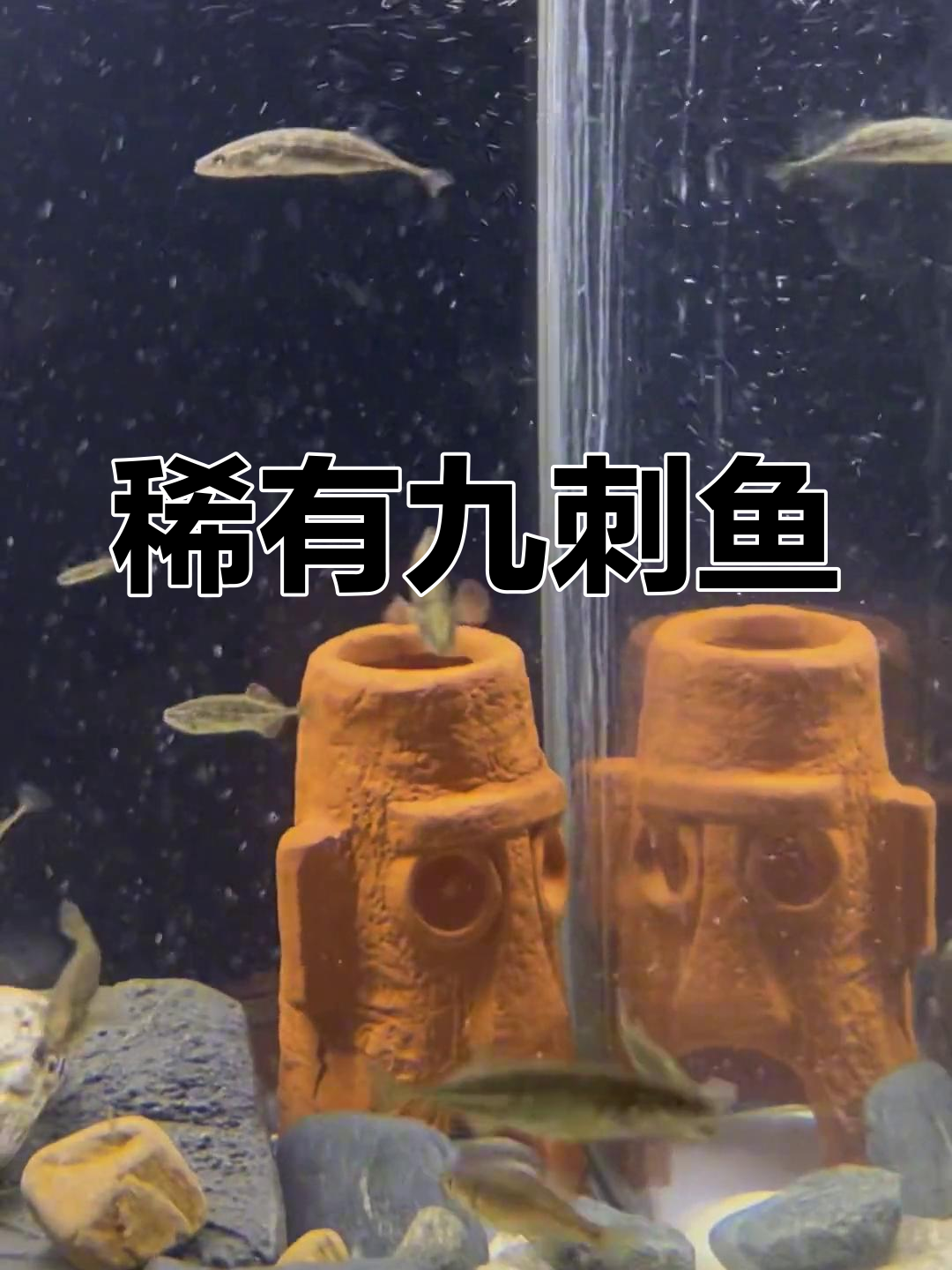 东北原生鱼:九刺中华酒,美丽难养