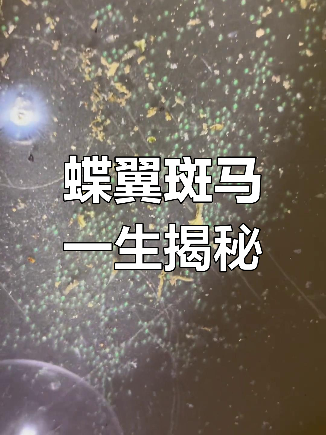 蝶翼斑马鱼苗成长全纪录,带你了解养殖技巧