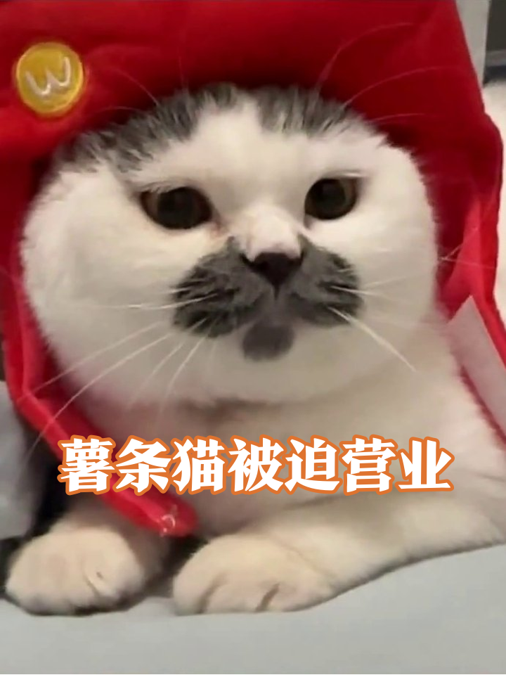 猫咪戴薯条帽被迫刷牙,生无可恋表情笑喷!