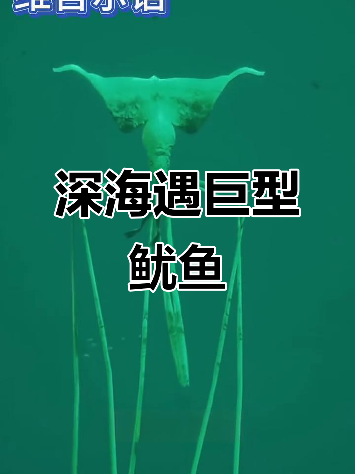 深海发现神秘大鳍鱿鱼,罕见物种惊艳登场