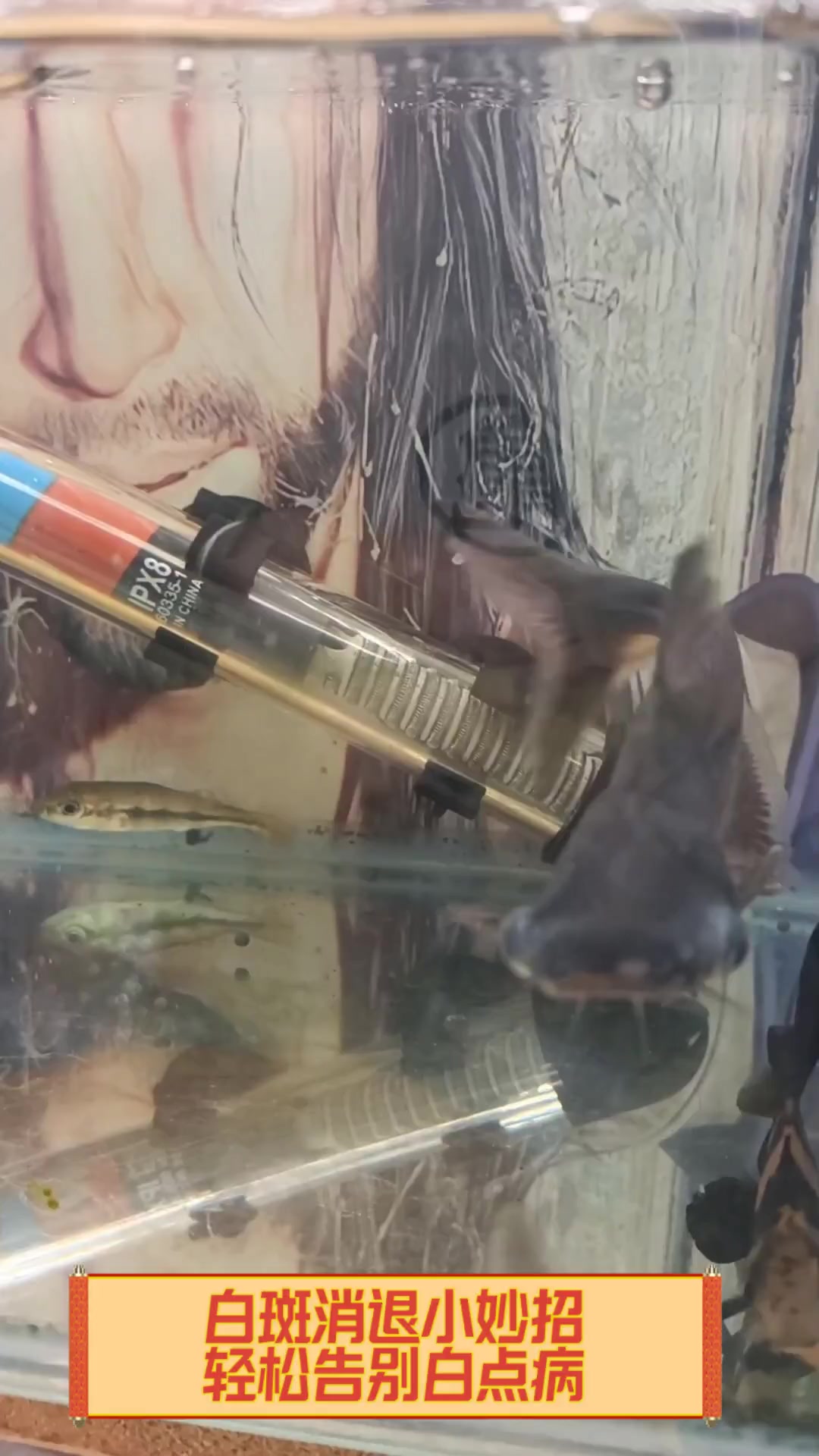 白斑消退小妙招,轻松告别白点病