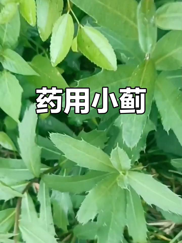 小蓟不仅是野菜,还是珍贵药材,历史典籍多有记载