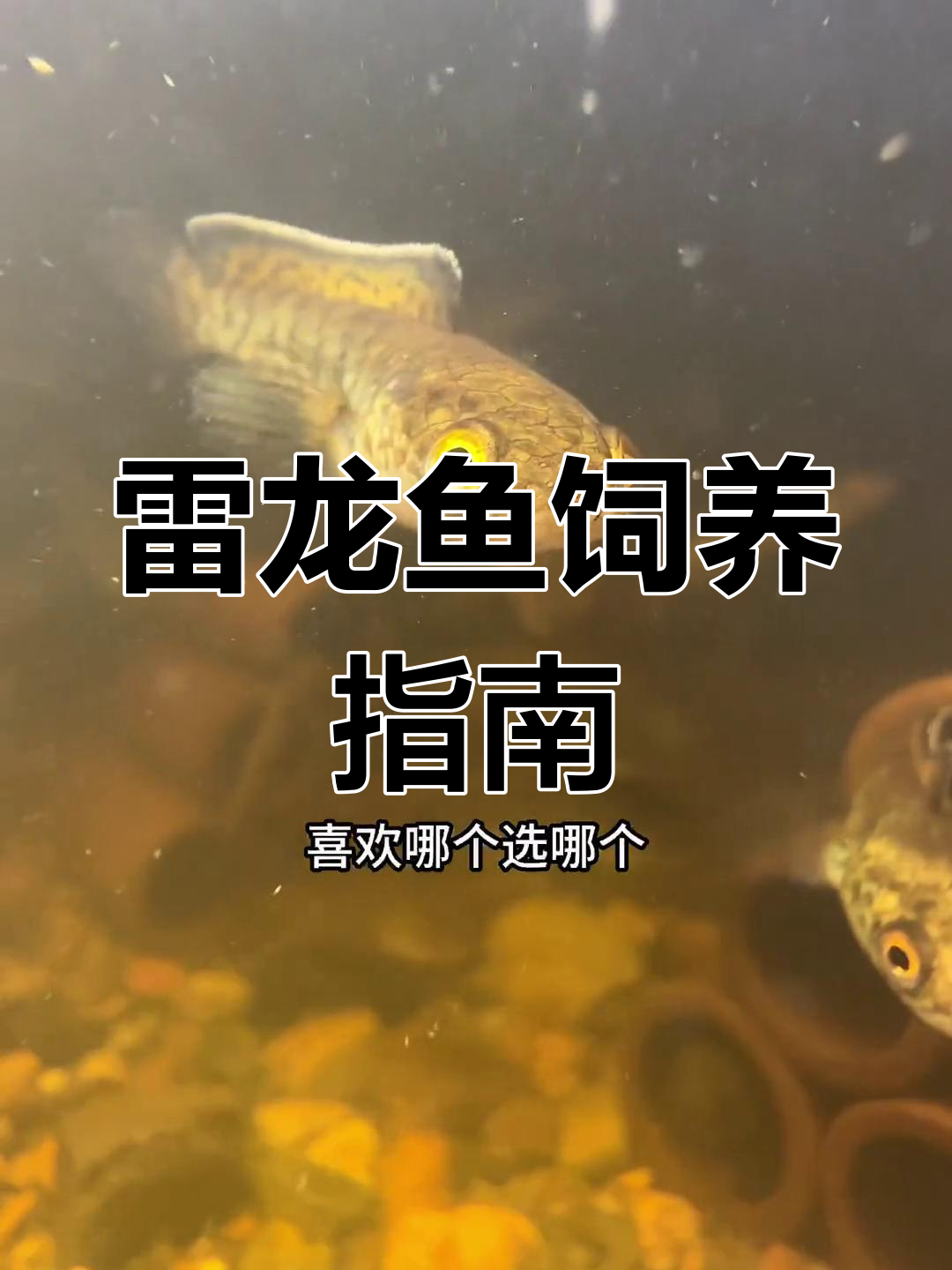 黄金眼镜蛇雷龙鱼养殖全攻略,赶紧出手!