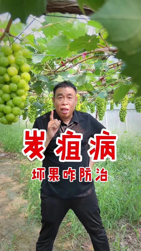 葡萄炭疽病防与治的正确方法 葡萄种植增糖期发生炭疽病怎么办葡萄炭疽病烂果用什么药治疗阳光巨