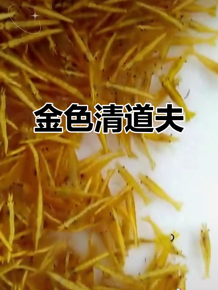 黄金米虾,缸中清洁小能手,金黄身影扫除一切杂物!